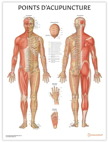 Anatomy Stuff Points D'Akupunktur-Poster, französisch, 45 x 60 cm, Akupunktur-Punkte-Diagramm