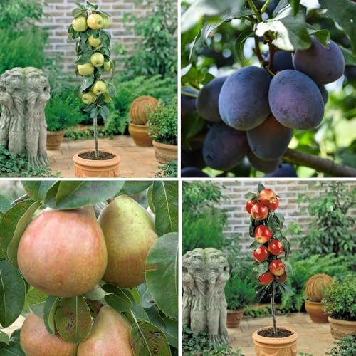 Patio Fruit Tree Collection - Apple 'Golden Delicious', Apple 'Gala', Cherry 'Sylvia', & Pear 'Conference' for Small Gardens and Containers, Self-Fertile - 4X 9cm Potted Plants by Thompson & Morgan