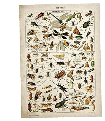 TOSSPER Vintage Insekten Poster Schmetterlinge Bienen-Wand-Kunst-Aufkleber Biologie Grafik Lehre Tapete Für Schlafzimmer Wohnzimmer Kinderzimmer