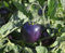 20 graines de TOMATE INDIGO ROSE (Lycopersicum esc.) K70 BLUE TOMATO SEEDS SAMEN