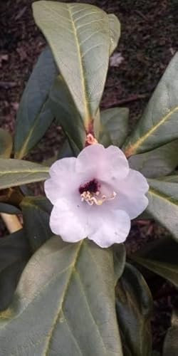 Rhododendron/Alpenrose - Rhododendron fulvum