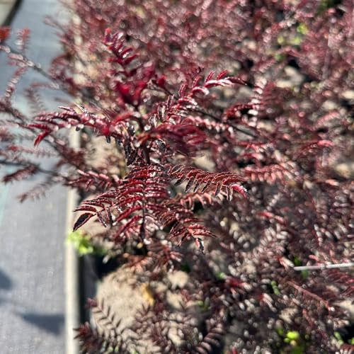 Garten-Schlüter® Szechuanpfeffer/Japanischer Pfeffer ‚Diable Rouge‘ - 40 – 60 cm – 3 Liter Topf – Zanthoxylum piperitum – rotlaubiger Gewürzstrauch