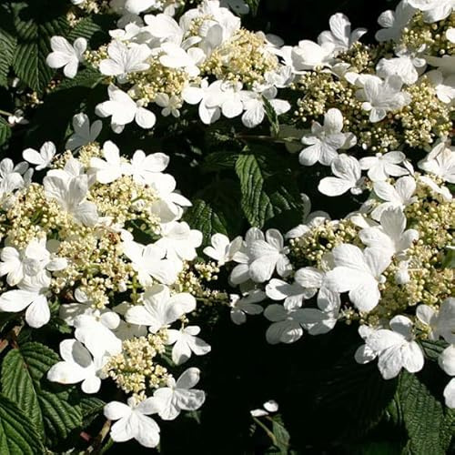 Japanischer Schneeball 'Mariesii' - Viburnum plicatum 'Mariesii' - 40-60 cm Topf - Etagenförmiger Blütenstrauch