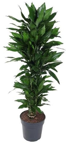 Drachenbaum Zimmerpflanze Ø31cm 130cm – pflegeleichte Grünpflanze für Wohnzimmer, Büro & helle Standorte kaufen