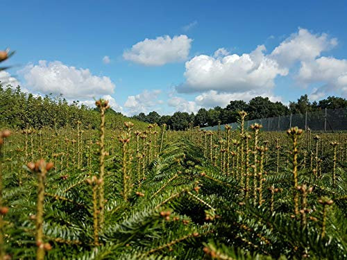 Weihnachtsbaum Set 10 Pflanzen 5j. 25-40cm ideal zum Aufpflanzen von Weihnachtsbäumen Nordmanntanne 5 Nordmanntannen + 5 Nobilis Tannen günstig als Set Abies nordmanniana Wurzelware