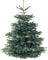 Weihnachtsbaum Set 10 Pflanzen 5j. 25-40cm ideal zum Aufpflanzen von Weihnachtsbäumen Nordmanntanne 5 Nordmanntannen + 5 Nobilis Tannen günstig als Set Abies nordmanniana Wurzelware
