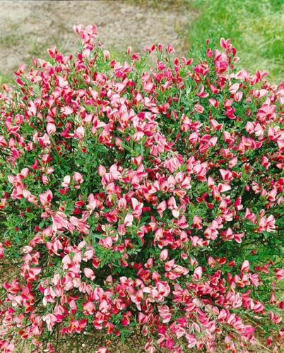 Besenginster Cytisus scoparius Eva 60-80 cm Zierstrauch winterhart