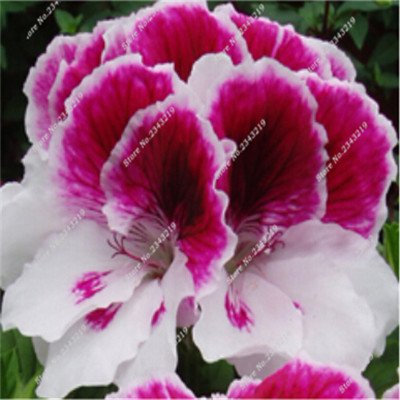 Grandi Promozioni50 pz un sacchetto di geranio Semi, Giardino fiori perenni Fleur Graine geranio, piante da interno Gerani Seed 2016 10