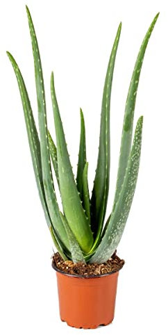Bloomique - Aloe Vera Pflanze - Zimmerpflanzen - Sukkulenten - Sehr Pflegeleicht - Höhe 35-45 cm - Topf 12 cm