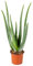 Bloomique - Aloe Vera Pflanze - Zimmerpflanzen - Sukkulenten - Sehr Pflegeleicht - Höhe 35-45 cm - Topf 12 cm