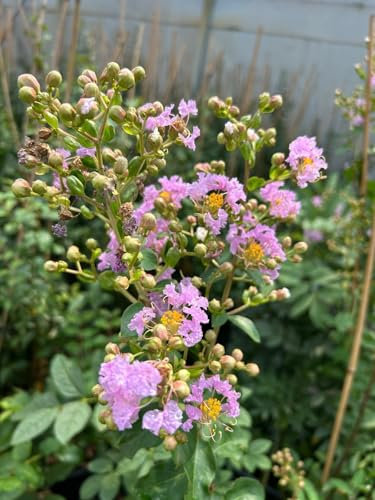 Lagerstroemia indica Lilla pianta in vaso ø19 cm con canna h 110/130 cm Colori a scelta Vivaio di Castelletto