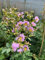 Lagerstroemia indica Lilla pianta in vaso ø19 cm con canna h 110/130 cm Colori a scelta Vivaio di Castelletto
