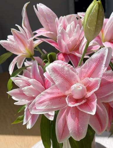 giglio bulbi,Robusto, Delicato, lilium bulbi,Elegante, Nobile, Naturale-8 bulbi-A