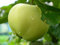 Apfel Belij Naliv,Sommerapfel,Zwergapfelbaum,Apfelbaum ca.160 cm, Белый Налив