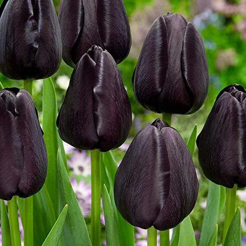 Tulpenzwiebeln Königin der Nacht – Blühende schwarze Tulpe – Mehrjährige Blumenzwiebeln (5 Zwiebeln)