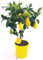 POWERS TO FLOWERS - LIMONE ALBERELLO, pianta vera