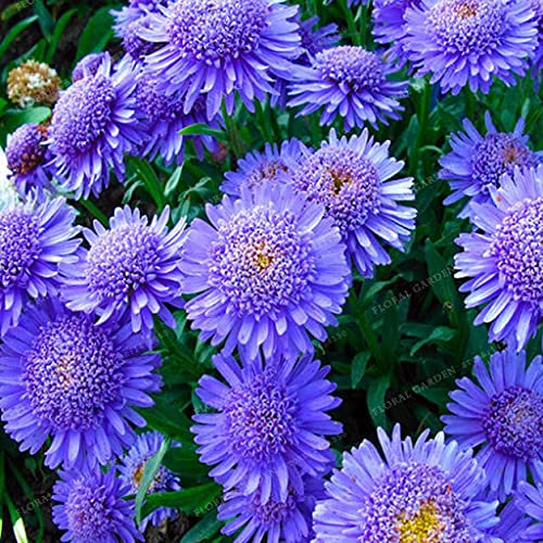 Huifang 30 Stück Kanada Anemone Pflanzensamen