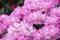 Rhododendron yakushimanum 'Kalinka' 25-30 cm - Rhododendron, rosa Blüten, Blütezeit Mai-Juni, ideal für Halbschatten, immergrün, winterhart