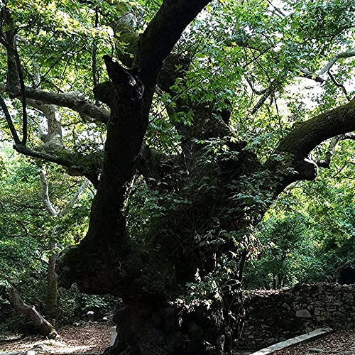 CHTING 5 Pezzi Semi Di Quercia Non Hanno Bisogno Di Molta Cura Forte Adattabilità Decorazione Del Paesaggio Alberi Casa Piantare Grande Scelta Perenne