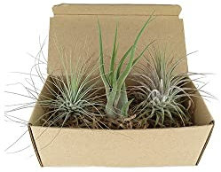 Tillandsias - Pack 3 Unidades - Plantas del Aire Naturales