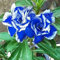 Ponak New Fresh 2 pezzi Semi di fiori di rosa del deserto blu bianco
