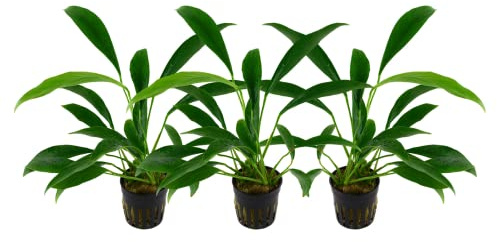 AquaOne Aquarium Pflanze 3 Stück Anubias barteri angustifolia Aquascaping | Wurzelstock/Rhizom voll durchwurzelt einfach pflegeleicht Dekoration