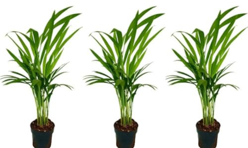Pack de 3 Plantas naturales Palmera Areca Dypsis, 40 cm. Dypsis lutescens, palma bambú. Palmera tropical elegante, de hojas verdes arqueadas. Ideal para interiores luminosos. Segura Garden.