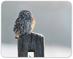 Destination Vinyl Ltd Beautiful Owl in Winter Mouse Mat Pad - Bird Birds Owls Mum Computer #8890
