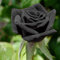 Saterkali Semillas de rosas, 20 piezas/bolsa Semillas de rosas Tolerantes a la sequía Flor rara Plantas florecientes negras Plántulas de jardín para oficina Negro