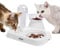 Nobleza Cat Food and Water Bowl Set With Stand - 15° Tilted Elevated Plastic Pet Feeding Bowls for Cats, Kittens and Dogs