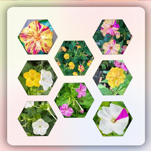 600 pcs wunderblume samen mehrjährig dekopflanzen, blumendeko bodendecker samen winterhart, gartenpflanzen winterhart mehrjährig blumensaat, bonsai samen topfpflanzen draußen winterhart