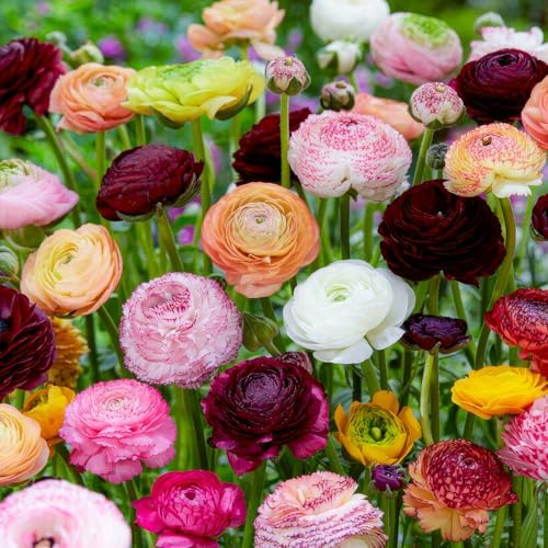 FLORIUM Ranunkeln Blumenzwiebeln Asiatische Hahnenfuß – 30 Blumenzwiebeln | 30 Ranunkelknollen, Farbenfrohe, für Garten, Töpfe und Balkon, aus Holland