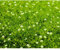 Sagina 'Scottish Moos', hellgrün - Sternmoos winterhart, im Topf 12 cm, in Gärtnerqualität von Blumen Eber - 3 Töpfe a 12 cm