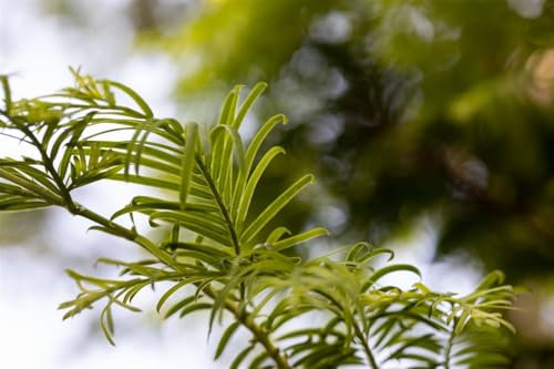 Metasequoia glyptostroboides 'Hamlet's Broom' 40-50 cm – Winterhart, Mehrjährig, Pflegeleicht – Urweltmammutbaum – Ziergehölz für Garten & Kübel