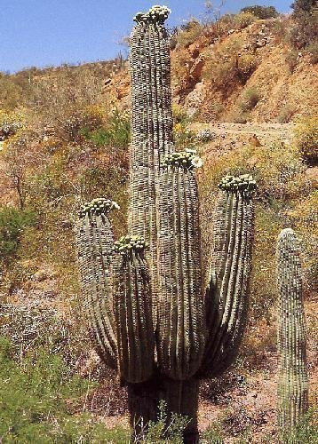 Tropica - cactus - cactus gigante messicano (Carnegia gigantea) - 40 semi