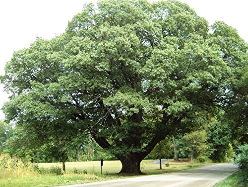 5 Piantine Radicate di Laurel Alberi di Quercia Quercus Laurifolia