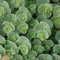 6 x Siebolds Fettblatt - Sedum Sieboldii Topf 9x9cm: Asiatischer Charme für Ihren Außenbereich
