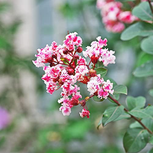 Lagerstroemia Samen 200 Rosa Blumensamen Gastgeschenk Winterharte Pflanzen FüR Garten Kreppmyrte Balkonpflanzen FrüHlingsblumen Lagerstroemia Indica Baum Bonsai