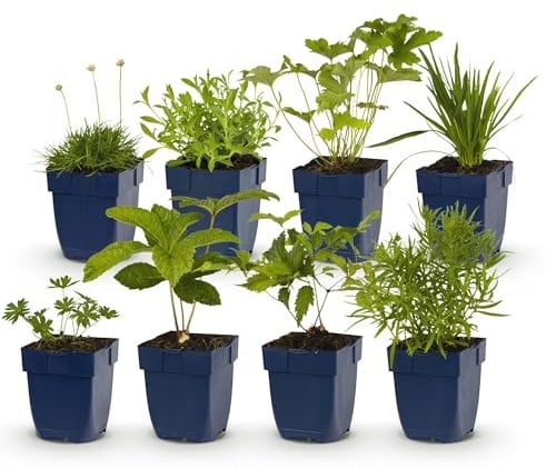 Green boutiQ - Plante vivace - Pack pour massif - Blanc - Divers - Espèces et couleurs - 6 Plantes - Pot 11cm - Hauteur 15-25cm