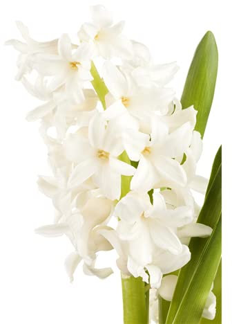 Hyazinthe, Hyacinthus orientalis 'White Pearl', weiß - 3 Zwiebel im Topf 12 cm vorgetrieben, in Gärtnerqualität von Blumen Eber - 13 cm
