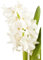 Hyazinthe, Hyacinthus orientalis 'White Pearl', weiß - 3 Zwiebel im Topf 12 cm vorgetrieben, in Gärtnerqualität von Blumen Eber - 13 cm