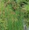 Blau Binse - Juncus glaucus - Gartenpflanze
