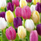 Bloomique - Mélange de 20 - Tulipa Rainbow Mix - Bulbes de tulipes - Bulbes à fleurs - Floraison printanière - Plantes vivaces - Pousse jusqu'à 30-35 cm