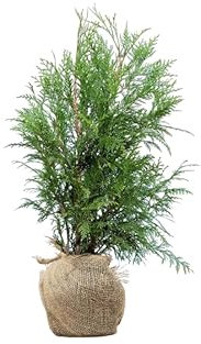 Lebensbaum ‚Martin‘ – Thuja plicata – Heckenpflanze – Auswahl der Höhe 60–200 cm – immergrün & robust – ideal für Sichtschutz und dichte Hecken (Variante 60-80cm)