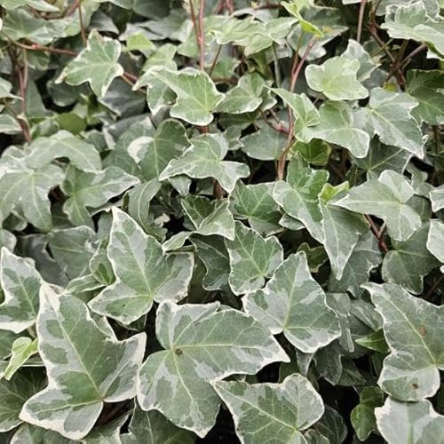 Weißgrüner Efeu Hedera helix 'Glacier' – 12 Pflanzen – 10-25cm – Ø9cm – Vielseitiger Bodendecker & Heckenpflanze – Pflegeleicht & schnell wachsend – Für Sonne & Schatten