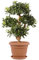 botle Pot de fleurs exterieur rond et soucoupe - Dimensions : 40 x 31,5 cm - Volume : 20 l - Couleur : terre cuite - Plastique - 12 grands pots de fleurs traditionnels