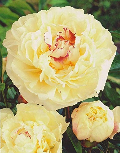 Pfingstrose Boule de Neige Paeonia Lactiflora1 Wurzelstück mit Augen Rarität