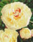 Pfingstrose Boule de Neige Paeonia Lactiflora1 Wurzelstück mit Augen Rarität
