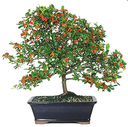 Bonsái de Pyracantha con Maceta Decorativa Ideal para Coleccionistas o para Regalar