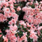 30 pcs rhododendron samen - zimmerpflanze,azalee bonsai,Rhododendron simsii, gartensamen schattenpflanzen topfpflanzen draußen winterhart winterharte kübelpflanzen blumendeko mittagsblume